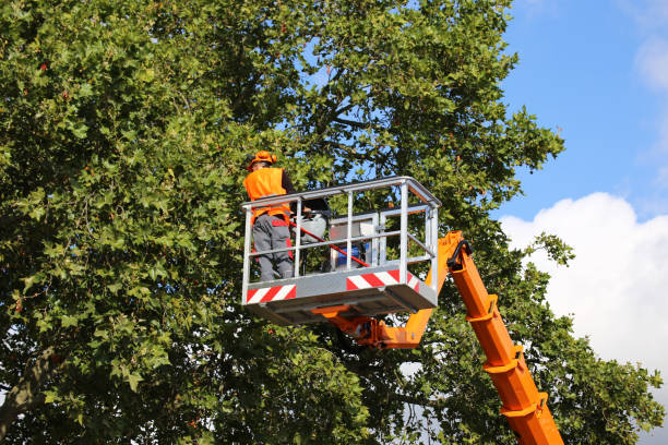 Best Utility Line Clearance  in Hamlin, TX