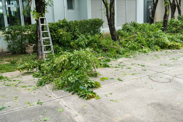 Best Hedge Trimming  in Hamlin, TX