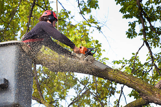 Best Lawn Watering Services  in Hamlin, TX