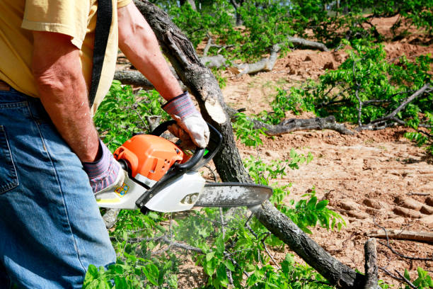 Best Tree Preservation Services  in Hamlin, TX