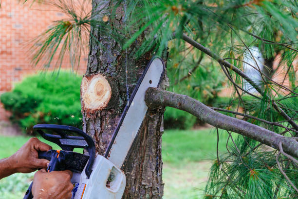 Best Fruit Tree Pruning  in Hamlin, TX